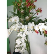 Arranjo com Orquídea Gloriosa